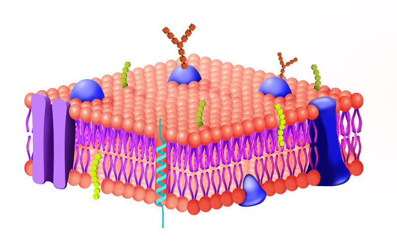 Citologia (membrana celular)