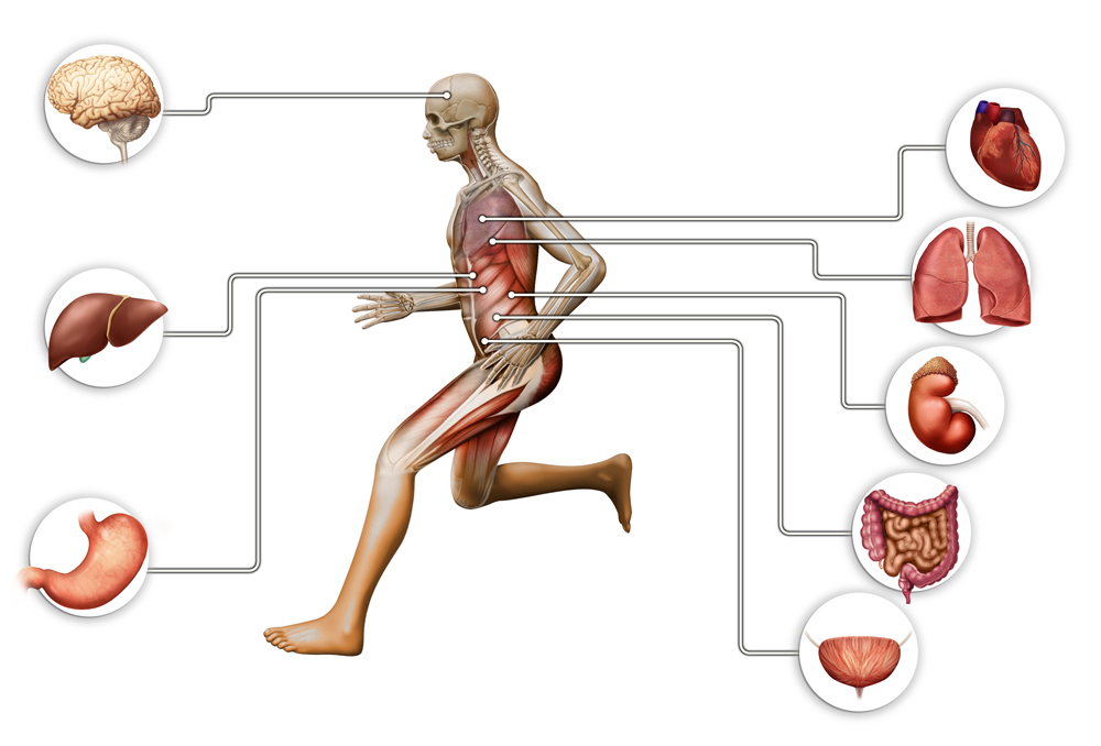 Anatomia Humana (infográfico de corpo humano)