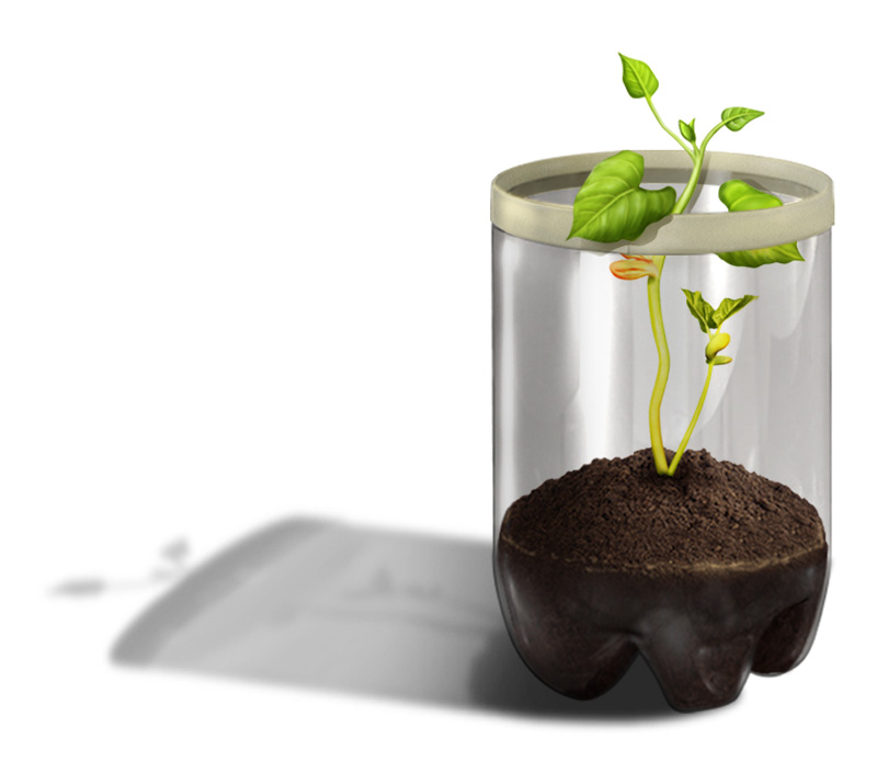 Botânica (experiência de pé de feijão)