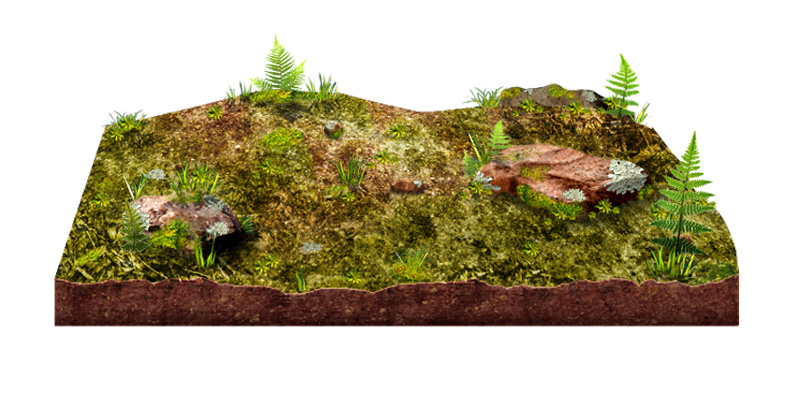 Botânica (corte de solo)