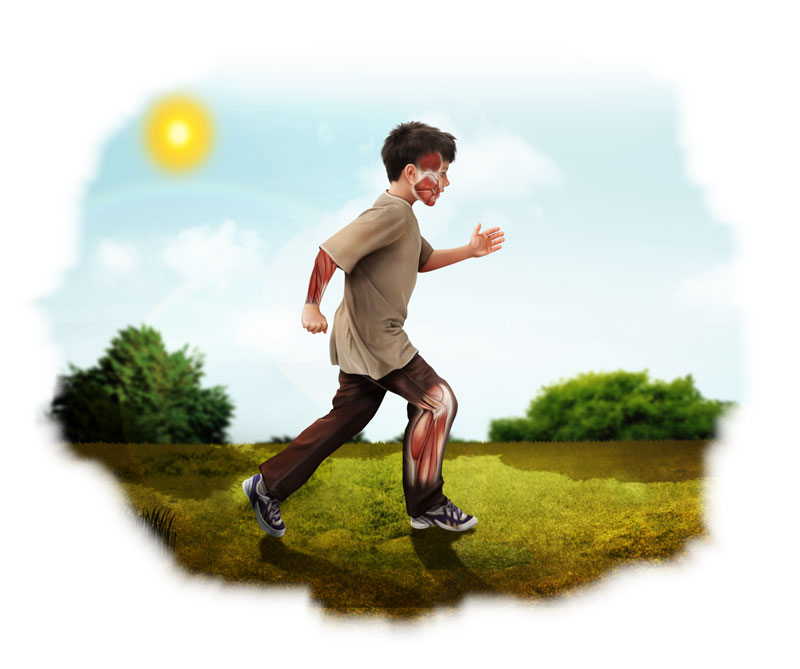 Anatomia Humana (sistema muscular)