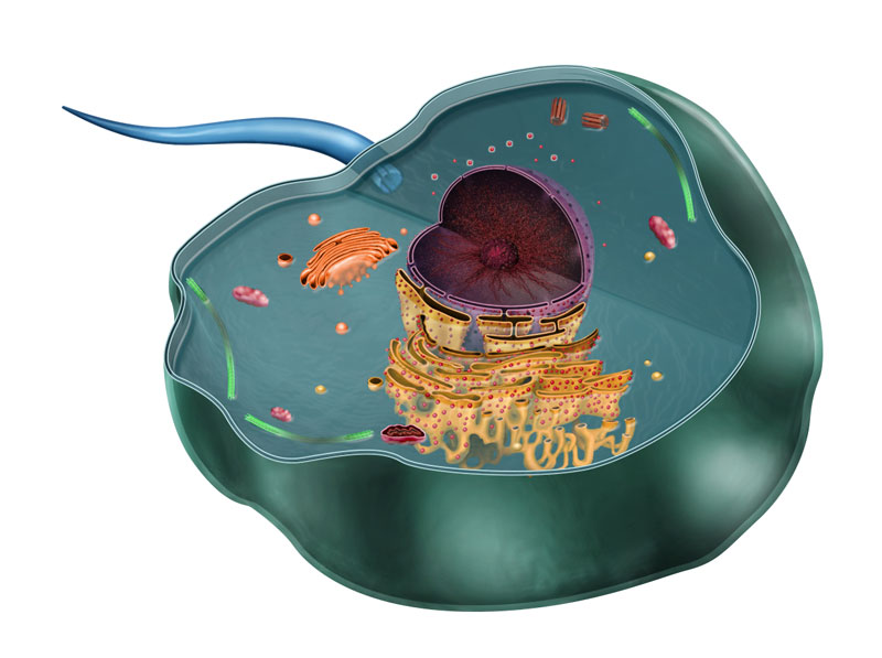 Citologia (estrutura de célula animal em corte)