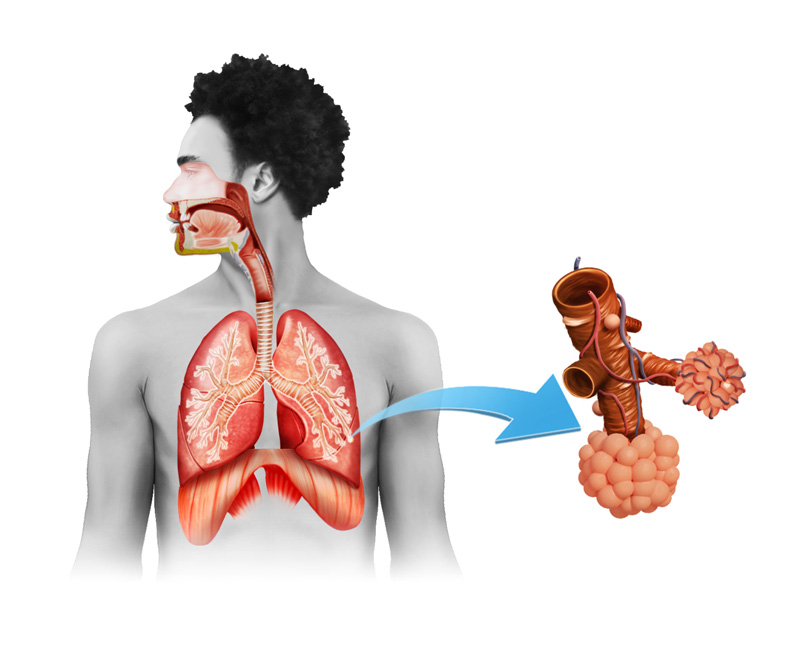 Anatomia (sistema respiratório)