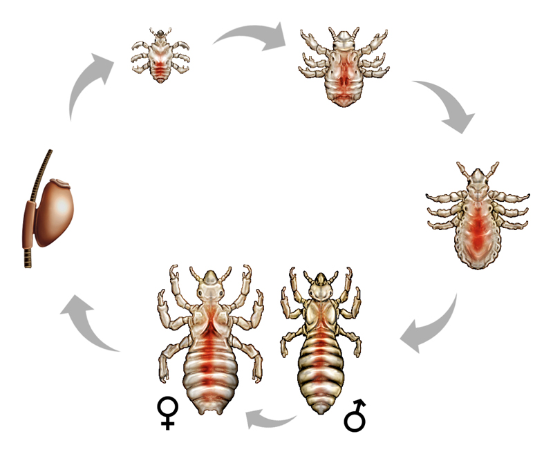 Zoologia (ciclo de vida do piolho - Phthiraptera)