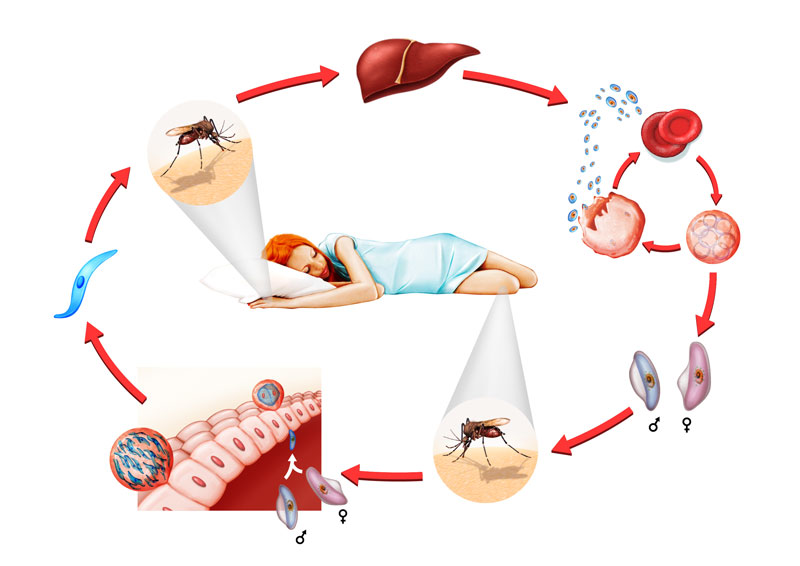 Zoologia (ciclo da Malária) 