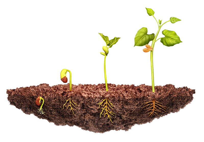 Botânica (experiência pé de feijão)