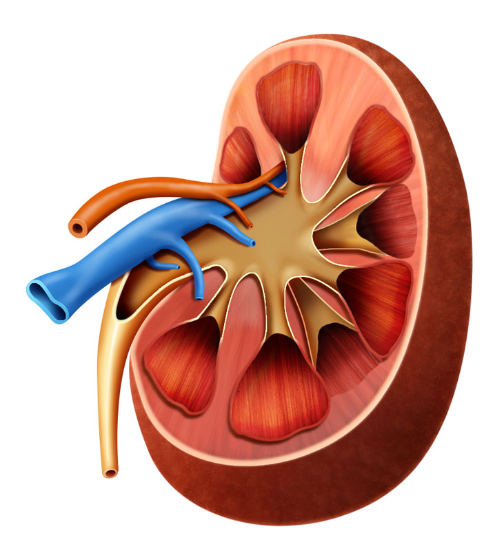 Anatomia Humana (corte de rim)
