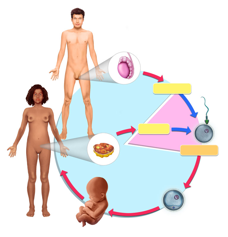 Anatomia Humana (reprodução sexuada)