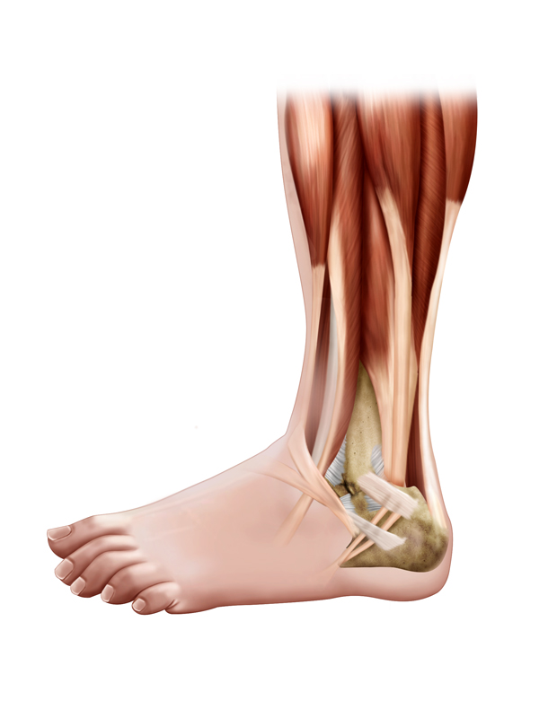 Anatomia Humana (músculos e tendões da perna)
