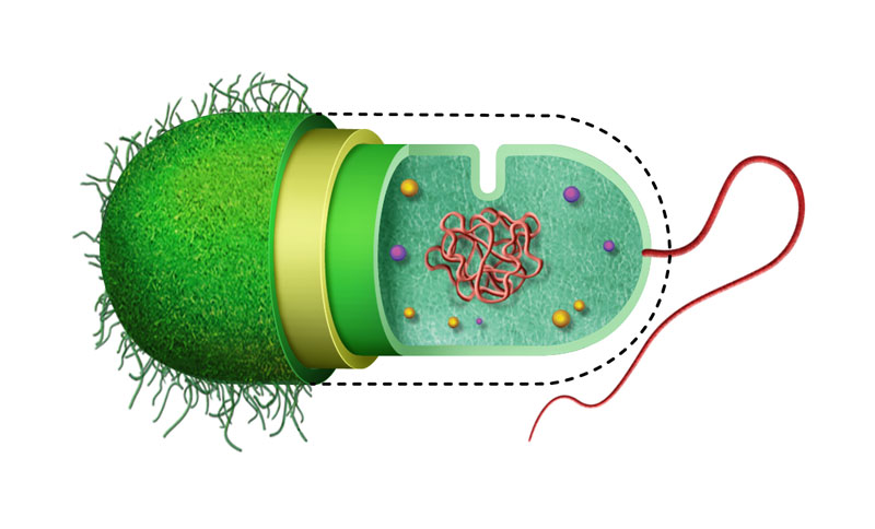 Citologia (estrutura de bactéria)