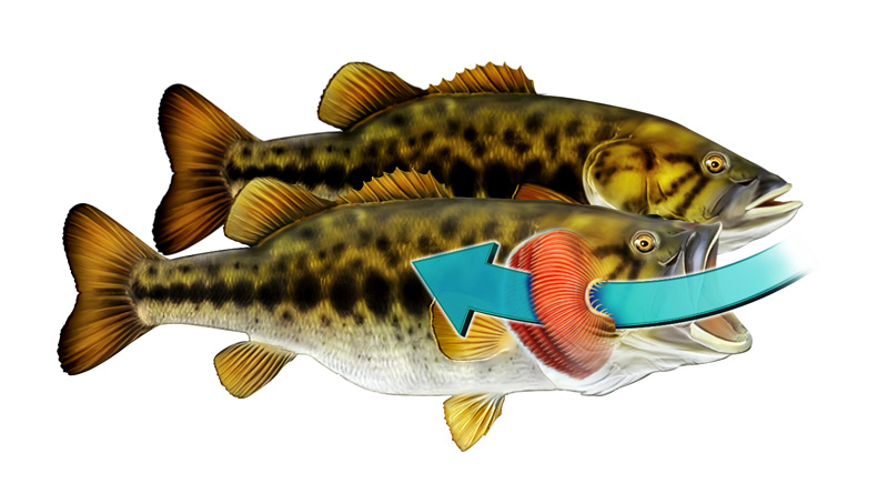 Zoologia (respiração branquial) 