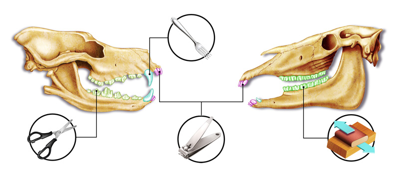Zoologia (carnívoro e herbívoro)