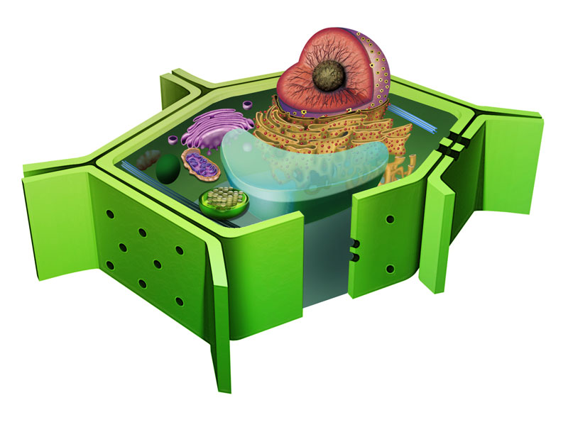 Citologia (estrutura de célula vegetal em corte)