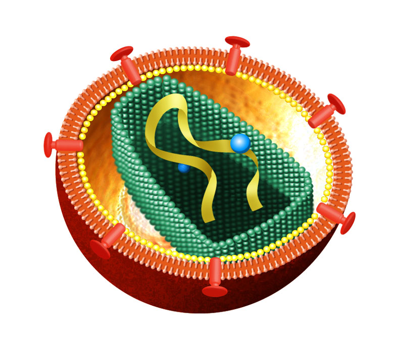 Citologia (estrutura interna de vírus)